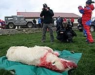 Island erschießt Eisbären Bild: Wal- und Delfinschutz-Forum (WDSF)