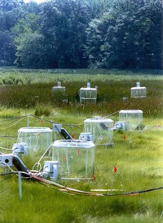 Langzeitexperiment an der Atlantikküste des US-Bundesstaates Maryland des Smithsonian Environmental Research Center zu den Auswirkungen des Klimawandels auf Pflanzengemeinschaften. Quelle: Foto: Dr. Bert G. Drake / Smithsonian Environmental Research Center (SERC) (idw)