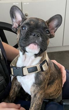 Pablo Bild: Polizei
