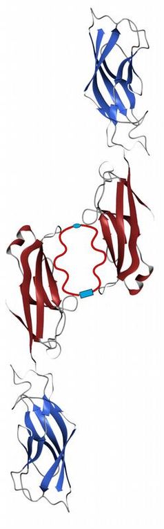 Das an der Universität Würzburg entwickelte Tandem-Peptid (Bildmitte) "verklebt" zwei VE-Cadherin-Haftproteine miteinander. Auf diese Weise dichtet es durchlässig gewordene Blutgefäße ab. Bild: Wolfgang-Moritz Heupel 