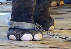 Im Zirkus verbringen Elefanten einen Großteil ihre Lebens an der Kette. Bild: VIER PFOTEN