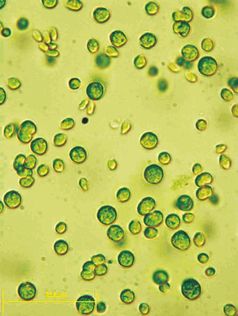 Die Alge Chlamydomonas reinhardtii ist ein Einzeller - kann aber etwas, das andere Pflanzen nicht können, wie Biologen der Universität Bielefeld nachgewiesen haben.
Quelle: Universität Bielefeld (idw)