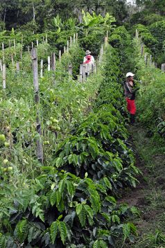 Mischanbau von Kaffee und Tomaten in Kolumbien (Symbolbild)