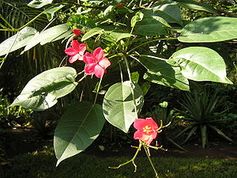 Jatropha ist eine Pflanzengattung in der Familie der Wolfsmilchgewächse (Euphorbiaceae). Bild: Damien Boilley / de.wikipedia.org