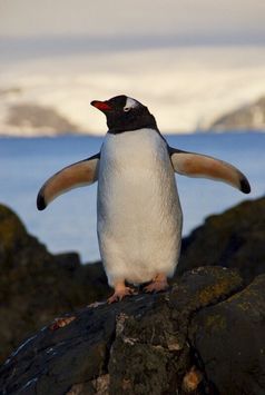 Eselspinguine (Pygoscelis papua) auf Ardley Island, Antarktis
Quelle: Foto: Stephen Roberts (idw)