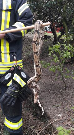 Die aufgenommene Schlange. Bild: Feuerwehr Kleve