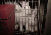 VIER PFOTEN fordert gesetzliches Käfigverbot für Kaninchen. Bild: Vier Pfoten