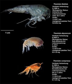 Ein Größenvergleich aller drei Flohkrebsarten, die im Rahmen der Studie untersucht wurden.
Quelle: Foto: A. Kraft / Alfred-Wegener-Institut (idw)