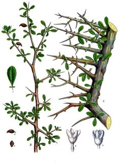 Myrrhe. A Teil eines beblätterten Astes in natürl. Grösse; B Zweigende mit Früchten, desgl.; 1 Blatt, vergrössert; 2 männliche Blüthe von Bals. Ehrenbergianum, nach Berg, desgl.; 3 weibliche Blüthe derselben Art, gleichfalls nach Berg, desgl.; 4 und 5 Frucht, natürl. Grösse. Latina: Commiphora myrrha.