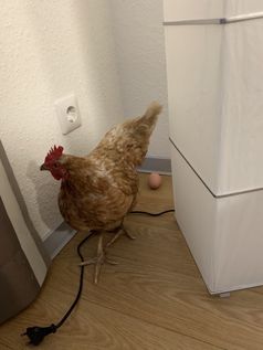 Beweisfoto: Huhn begeht Hausfriedensbruch und legt ein Ei Bild: Polizei