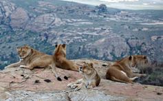 Löwen in LIONSROCK Bild: VIER PFOTEN