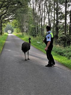 Polizeibeamte konnten den entlaufenen Emu am Dienstag in Borken-Borkenwirthe in Sicherheit bringen. Bild: Polizei
