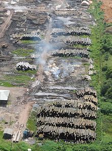 Illegale Holzentnahme in Brasilien Bild: Wilson Dias/Agência Brasil / de.wikipedia.org