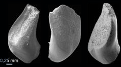 37 Millionen Jahre alte Zähne eines Marmorkarpfens
Quelle: Foto: Senckenberg (idw)