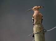 Der Wiedehopf ist eine der bedrohten Vogelarten. Bild: Raphaël Arlettaz, Universität Bern