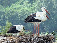 Weißstorchpaar mit Jungvogel im Nest Bild: Mindaugas Urbonas / de.wikipedia.org