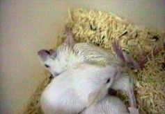 Qualvoller Tod - Mäuse werden mit Botox vergiftet (c) Ärzte gegen Tierversuche e.V.
