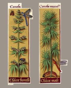 Hanf (Cannabis sativa) im Stundenbuch der Anne von Bretagne