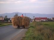 Noch sind die negativen Auswirkungen des Menschen auf die biologische Vielfalt statistisch gesehen im Osten Europas deutlich geringer als im Westen. Aber diese traditionelle Kulturlandschaft und damit auch ihre einzigartige Biodiversität könnten in naher Zukunft verloren gehen, wenn die Landnutzung intensiviert wird. Foto: Tilo Arnhold/ UFZ