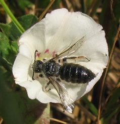 Spiralhornbiene auf der Ackerwinde