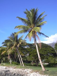 Kokospalmen auf Maui