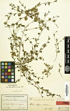 Digitalisierter Herbarbeleg von Microtea portoricensis Urb., gesammelt von Paul Sintensis am 20.1.1885 in Puerto Rico - Holotypus im Herbarium des Botanischen Gartens und Botanischen Museums Berlin-Dahlem Foto: Botanischer Garten und Botanisches Museum Berlin-Dahlem