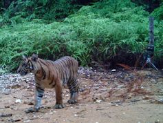 Sumatra-Tiger Bild: WWF Indonesien