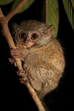 Ein erwachsenes Weibchen des Lariang-Koboldmakis (Tarsius lariang) auf der indonesischen Insel Sulawesi Foto: Stefan Merker (tarsius@gmx.net)