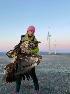 Windräder töten Vögel und machen mit Infraschall auch Menschen krank (Symbolbild)