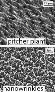 Oberfläche der Kannenpflanze (oben) und der Beschichtung. Bild: sydney.edu.au