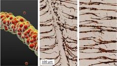 Nanopartikel: Werden zusammengefügt und getrennt. Bild: Bhuvnesh Bharti