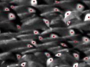 Um Bewegungsprofile der einzelnen Pinguine zu erhalten, wurden die hellen Seitenflecken am Kopf der Tiere mit einem Bildverarbeitungs-Algorithmus gefunden (rote Markierungen) und zeitlich verfolgt.