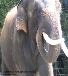 Der Elefant Koshik, während er die menschliche Sprache imitiert
Quelle: Copyright: Department für Kognitionsbiologie, Universität Wien (idw)
