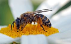 Honigbiene beim Sammeln von Blütenstaub.