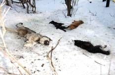 Hunde werden erschossen  – unter den Schneemassen liegen weitere getötete Tiere. Bild: PETA