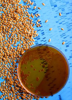 Elemente der Gentechnik: Bakterienkultur in einer Schale, Saatgut und durch Elektrophorese sichtbar gemachte DNA-Fragmente