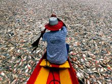 Wegen Dürre verpesten hundert Tonnen tote Fische die Luft