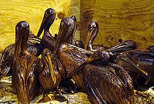 Ölverseuchte Pelikane Bild: nternational Bird Rescue Research Center