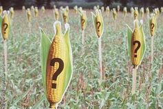 Symbolbild Gen-Mais: Welche Folgen hat die Gentechnik im Maiskolben genau?  Bild: Martin Langer / Greenpeace