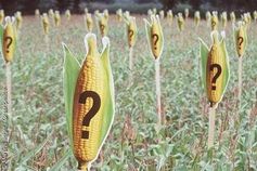Symbolbild Gen-Mais: Welche Folgen hat die Gentechnik im Maiskolben genau? Bild: Martin Langer / Greenpeace