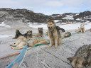 Im Westen Grönlands schwindet die Eisdecke. Die etwa 6.000 Schlittenhunde, die in Ilulissat leben, kommen kaum noch zum Einsatz. Bild: ZDF und Jens Monath