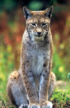 Endlich mal Gewinner: Europäischer Luchs. Bild:  David Lawson / WWF