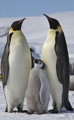 Kaiserpinguine (Aptenodytes forsteri) mit Küken. Bild: Ian Duffy from UK / de.wikipedia.org