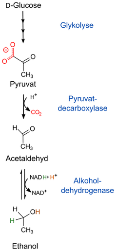 Ablauf der alkoholischen Gärung (Ethanol)