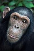 Haarige Helfer: Die neuen Studien haben gezeigt, dass die Schimpansen wie der Mensch altruistisches Verhalten zeigen.  Bild: Max-Planck-Institut für evolutionäre Anthropologie