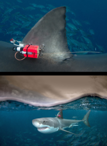 Weißer Hai mit Transponder: Touristen lenken Tiere ab.