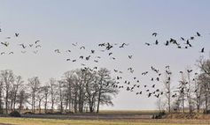 Zugvögel: Ein Protein sorgt für Orientierung. Bild: uschi dreiucker/pixelio.de