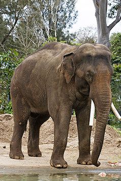 Asiatischer Elefant (Elephas maximus) Bild: Fir0002 / de.wikipedia.org