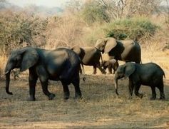 Elefanten: Wilderei in Afrika ein echtes Problem. Bild: pixelio.de/Lothar Henke
