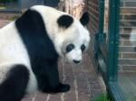 Panda im Berliner Zoo. Bild Anja Barth / pixelio.de 